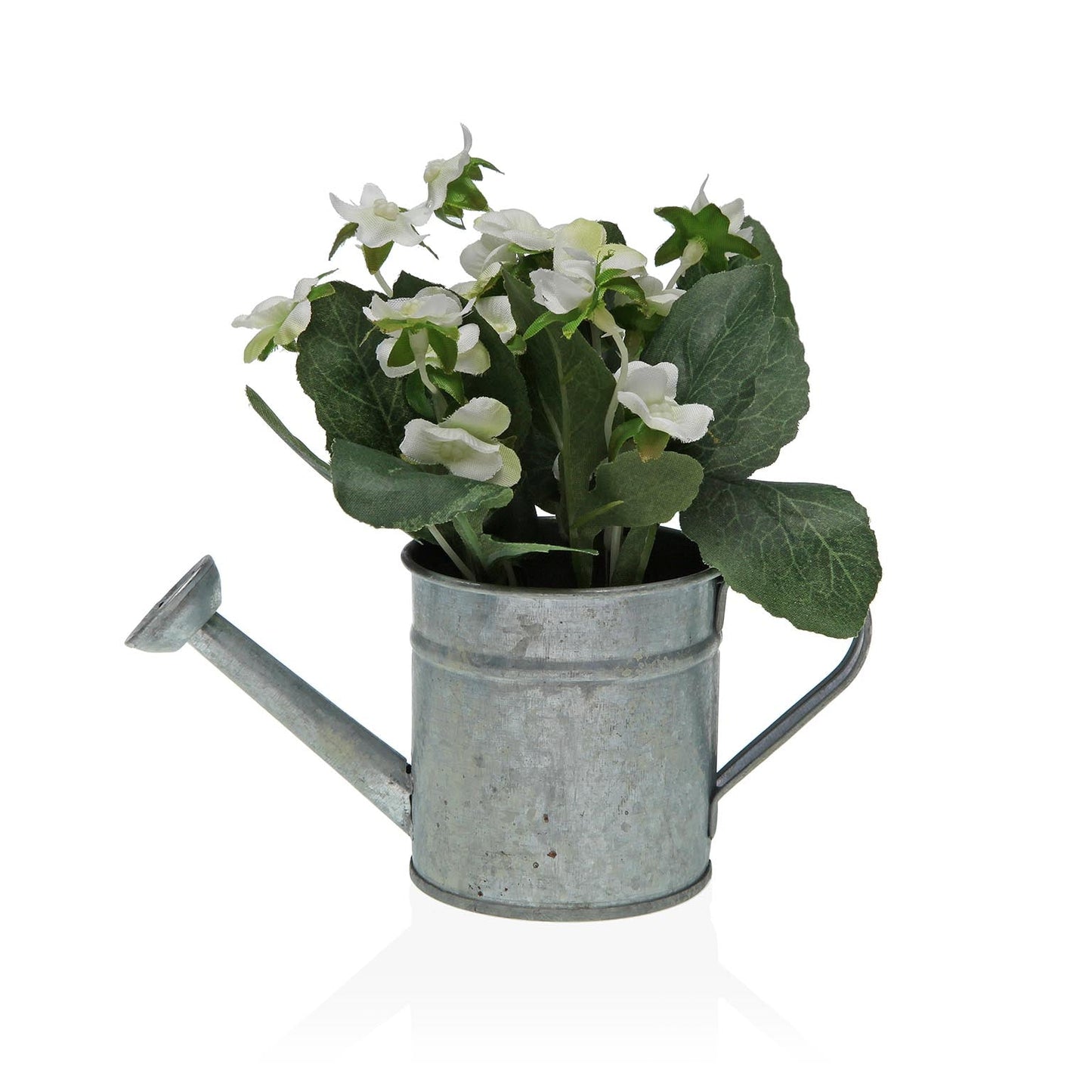 PLANTA BEGONIA EN MACETA VERSA 2026 JUNIO